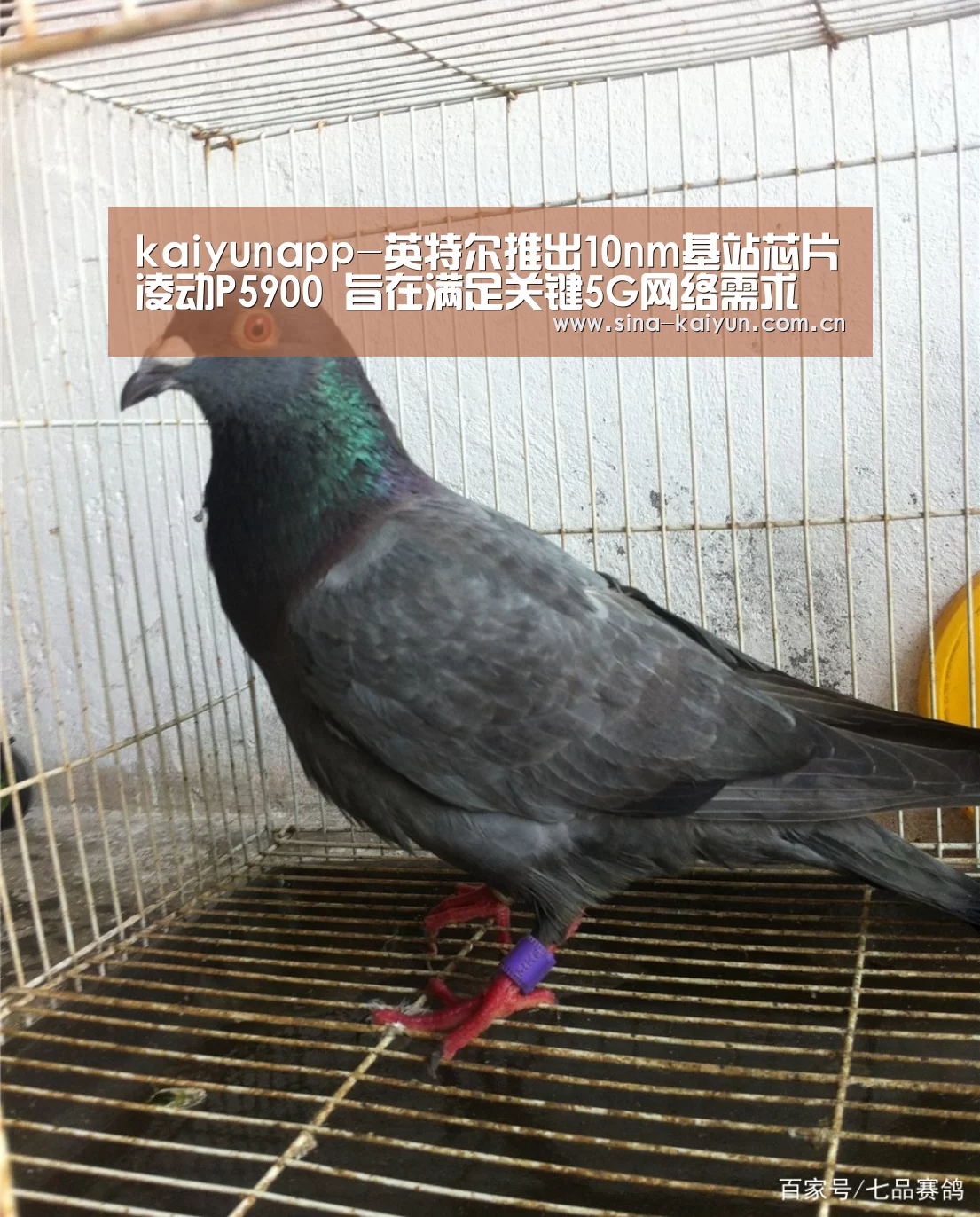kaiyunapp-英特尔推出10nm基站芯片凌动P5900 旨在满足关键5G网络需求(图4)